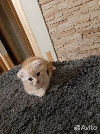 Котята британские