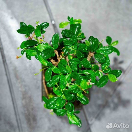 Дерево Бонсай - Кармона, цветущее дерево 13 лет