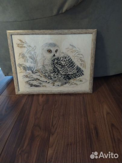 Сова полярная