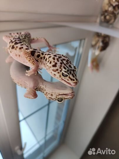 Иранский эублефар