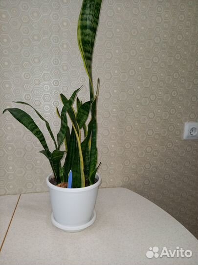 Продам цветы комнатные