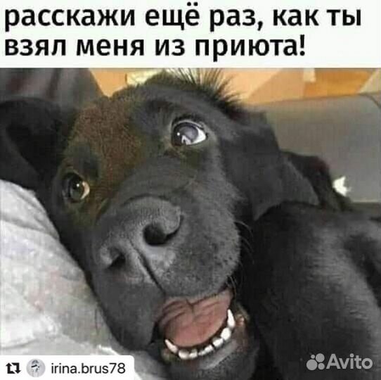 Бездомные животные