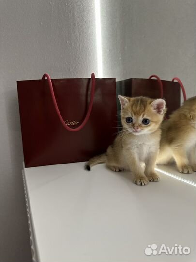 Шотландские котята золотая шиншилла