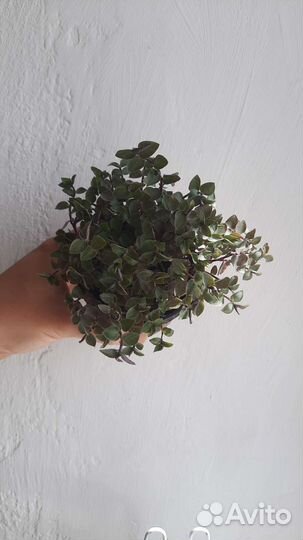 Коллизия ползучая
