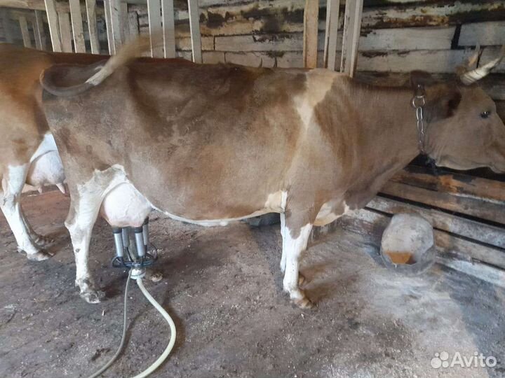 Корова дойная
