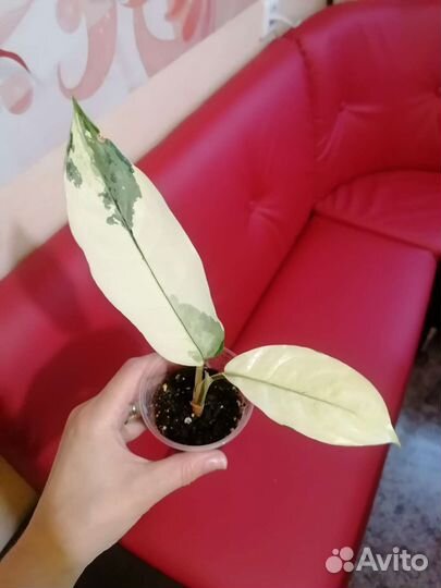 Аглаонема бангкок