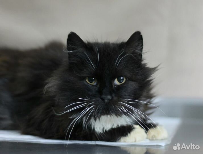 Красавчик котик Валет ищет дом