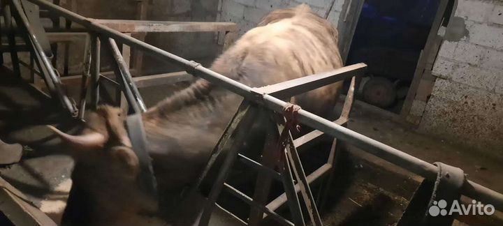 Телка стальная отел март апрель,тигровая порода