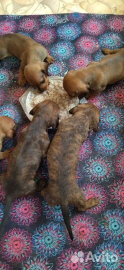 Щенки таксы