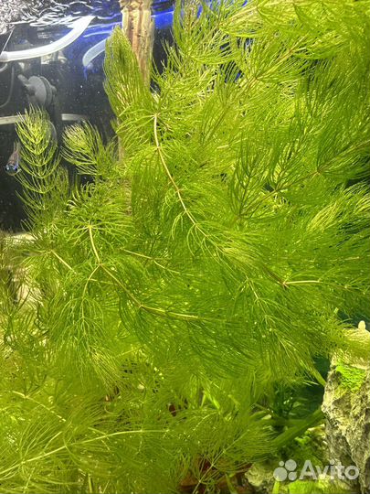 Роголистник