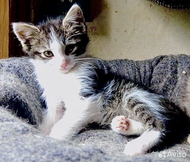 Пушистый малыш