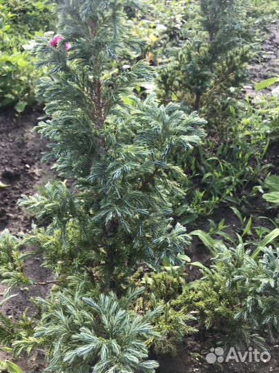 Кипарисовик Булевард