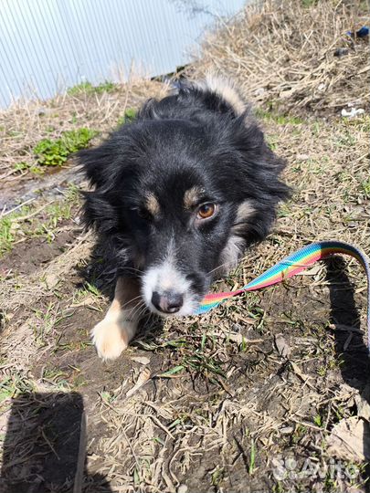 Собака в добрые руки отдам бесплатно