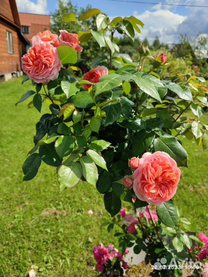 Роза на Штамбе