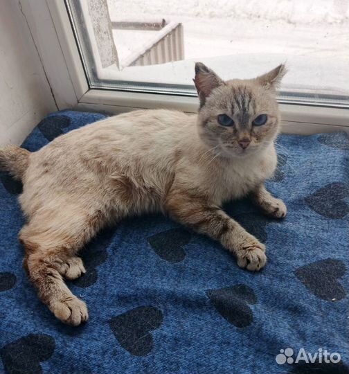 Кошечка стерилизованая