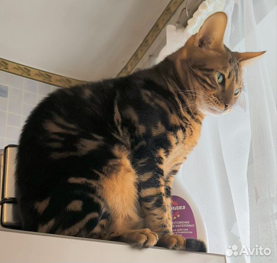 Бенгальский котик