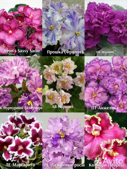 Детки фиалок (набор)