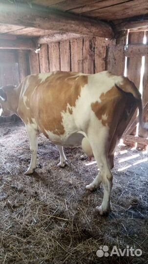 Продажа навоза