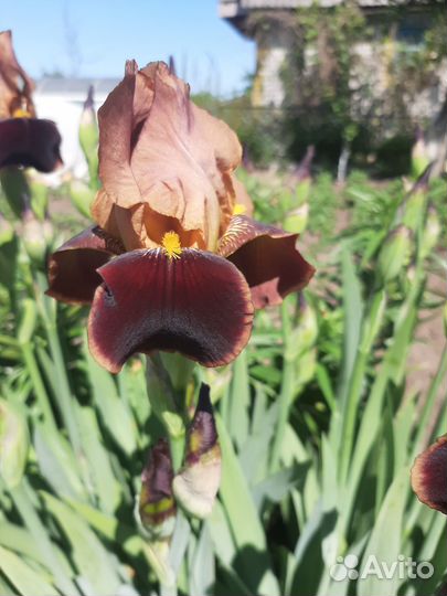 Ирис бородатый