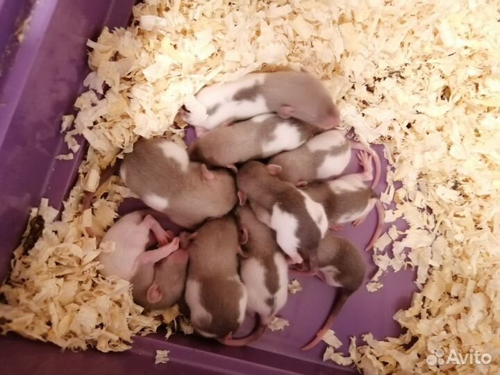 Декоративная крыса