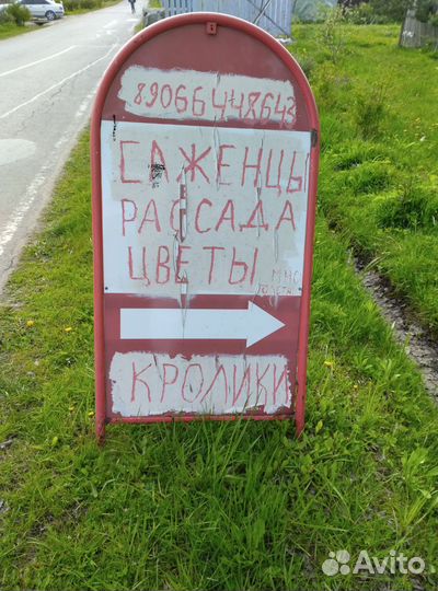 Картофель семенной