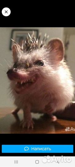 Корма для животных