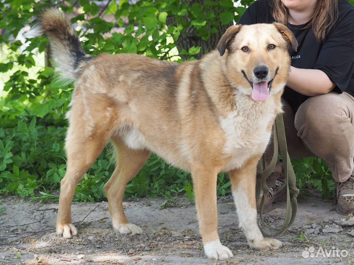 Собака Боцман