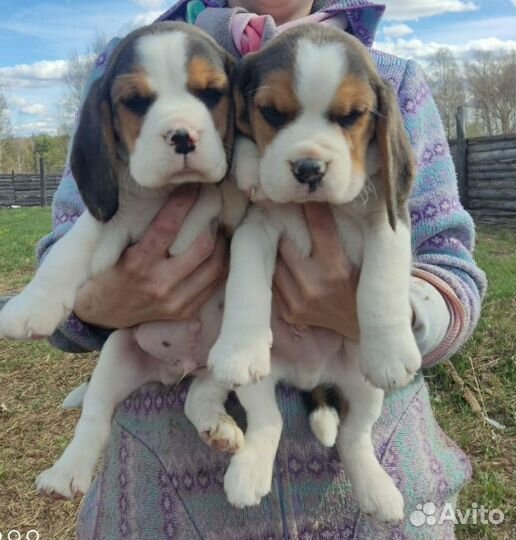 Бигль щенки