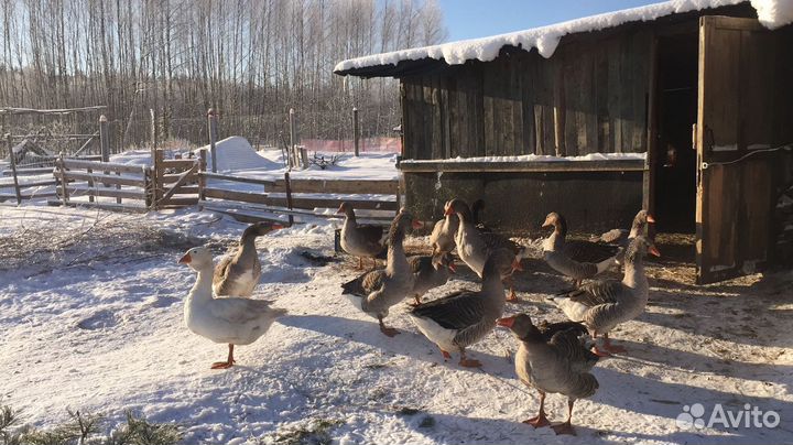 Гусь крупный серый на племя