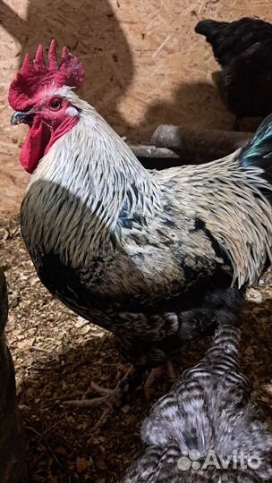 Соберу на инкубацию