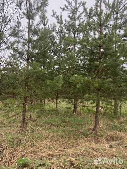 Продажа живых сосен с корнем