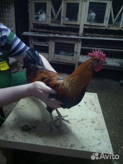 Молодые петушки