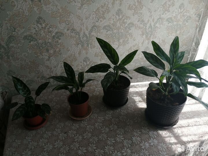 Аглаонемы и хлорофитумы