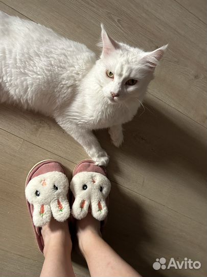 Кошка мейн-кун бесплатно