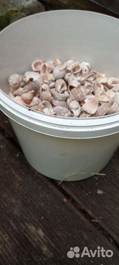 Морские ракушки и камушки