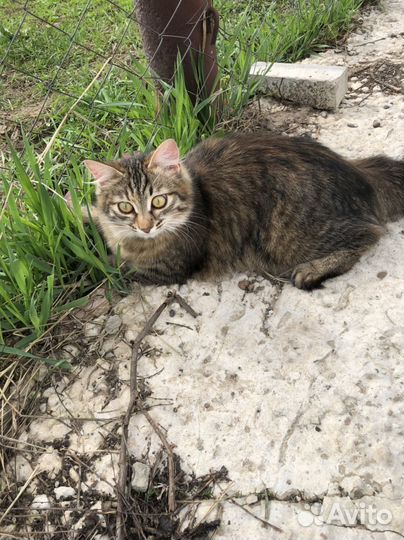 Котенок девочка в добрые руки