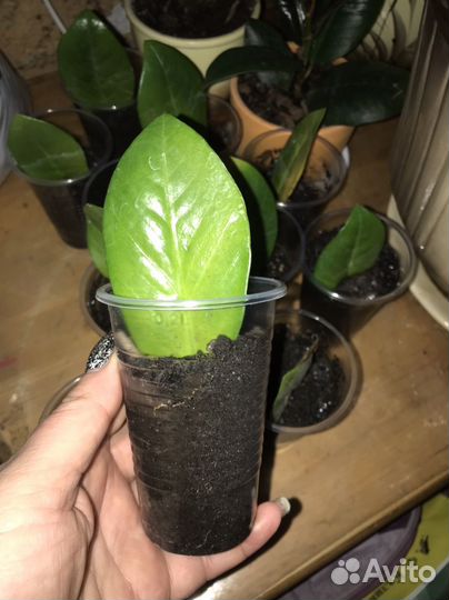 Замиокулькас