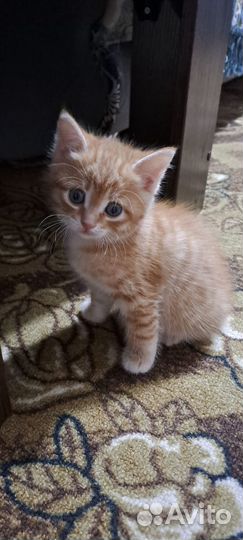 Счастье в дом