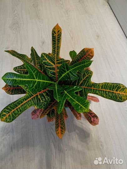 Кодиеум кротон