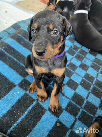 Щенки добермана