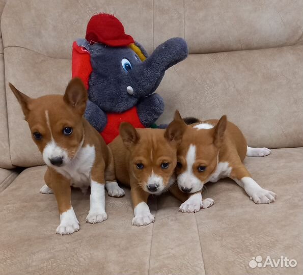 Басенджи, девочки И мальчики