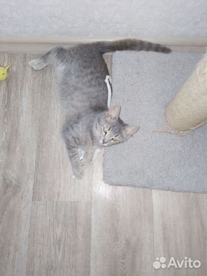 Котенок