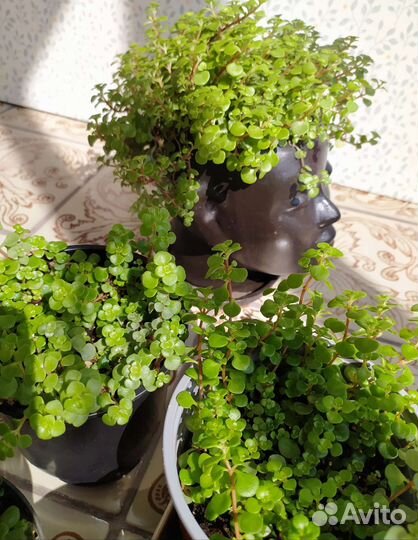 Пилея глаука мелколистная Pilea Glauca