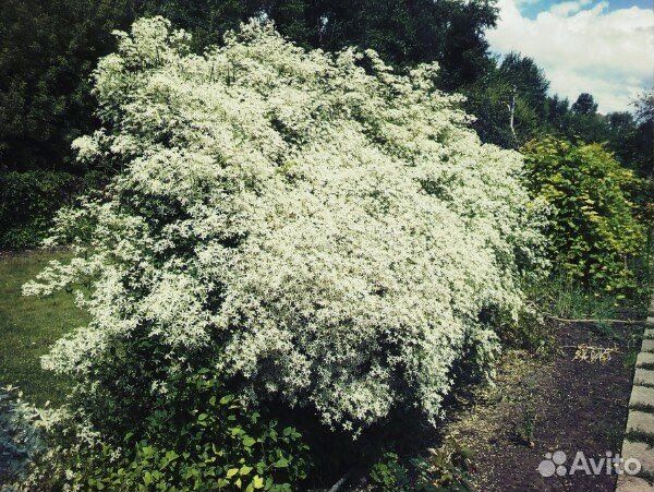 Клематис белый мелкоцветковый для дачи рассада