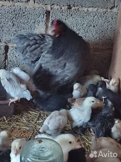 Цыплята микс от породистых кур