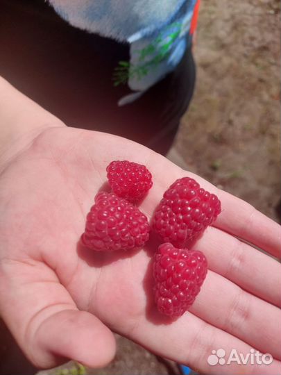 Саженцы малины и малиновое дерево