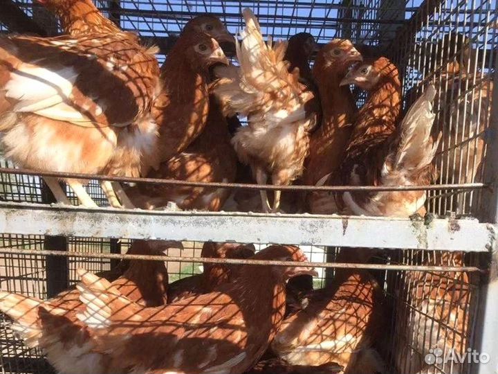 Куры несушки