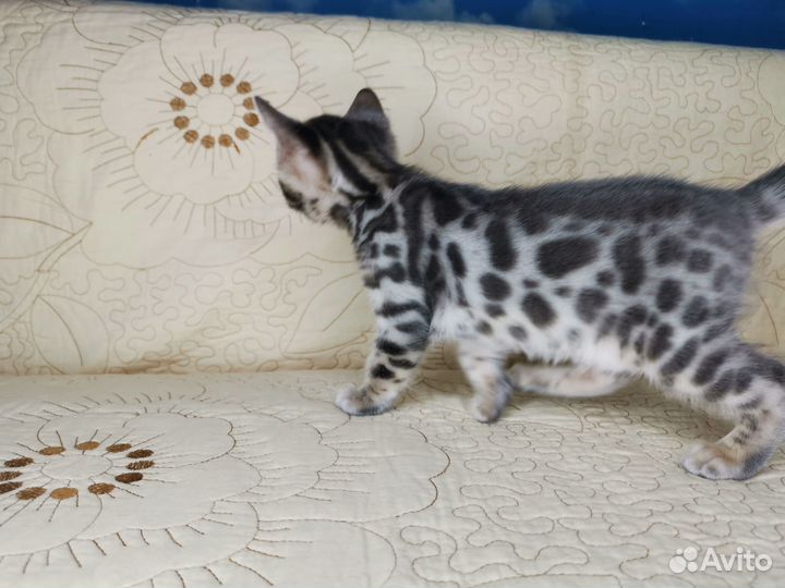 Бенгальская