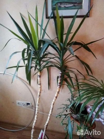 Комнатные цветы