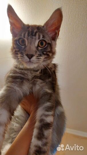 Котята породы мейн-кун